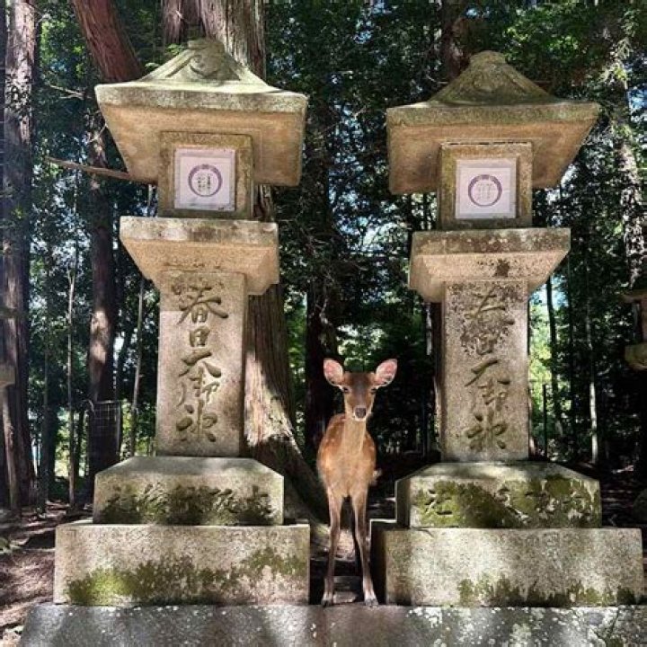 光と沈黙の間—春日るり子が奏でる雅楽と越境の記録